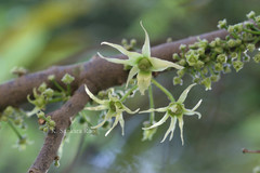 Polyalthia angustifolia